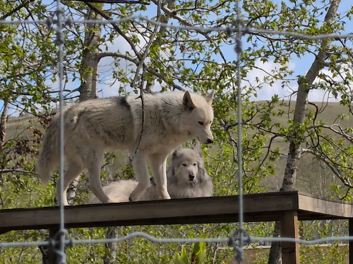 Mist and Meeka